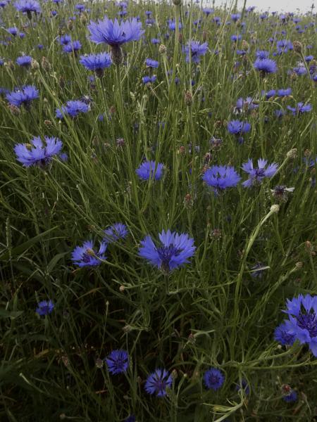 Kornblumen Blüten mit Kelch Bio-Qualität zum Räuchern (Centaurea cyanus)